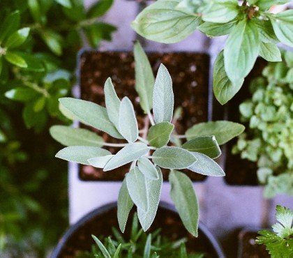 quelles plantes médicinales planter