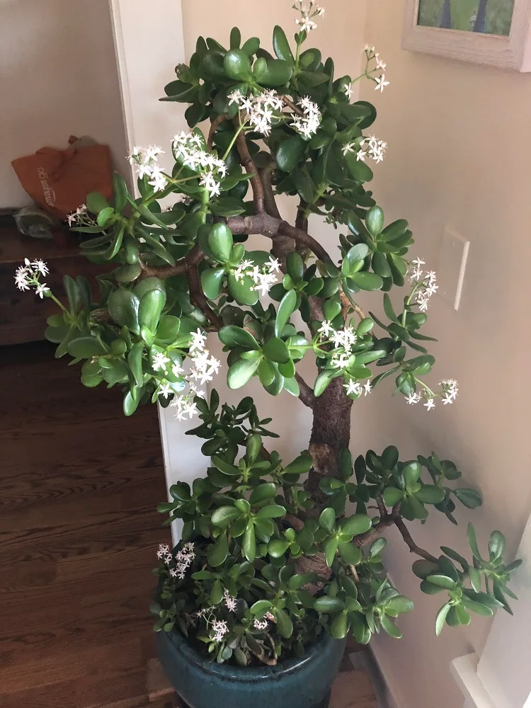 arbre de jade comment le faire fleurir