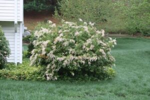 arbuste ombre mi ombre andromède du japon feuilles persistantes entretien facile