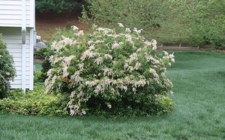 arbuste ombre mi ombre andromède du japon feuilles persistantes entretien facile