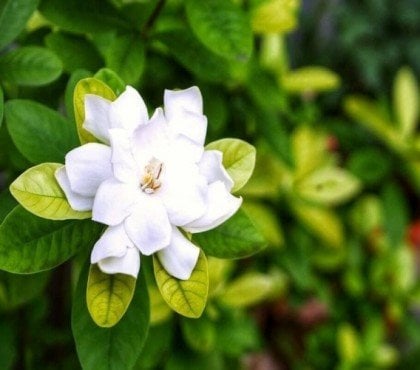 arbustes à fleurs persistants blanches soleil