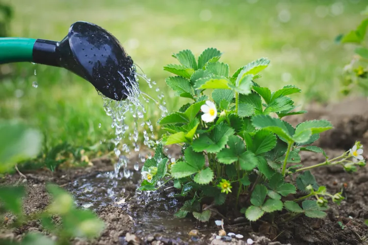 arroser les plantes eau sucrée pourquoi comment faire ne pas faire