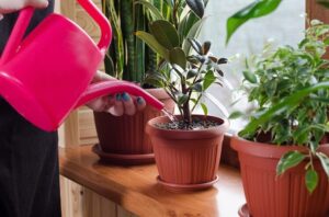 arroser plantes intérieur eau sucrée pourquoi comment faire astuce