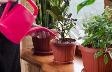arroser plantes intérieur eau sucrée pourquoi comment faire astuce