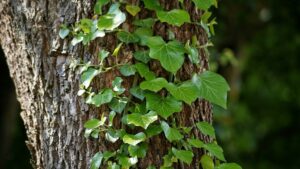 astuces comment se débarrasser du lierre autour des arbres naturellement et facilement