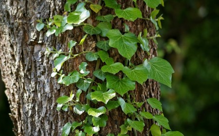 astuces comment se débarrasser du lierre autour des arbres naturellement et facilement