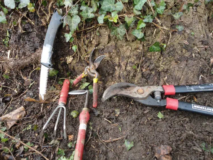 astuces outils comment tuer éliminer le lierre sur dans un arbre jardin définitivement