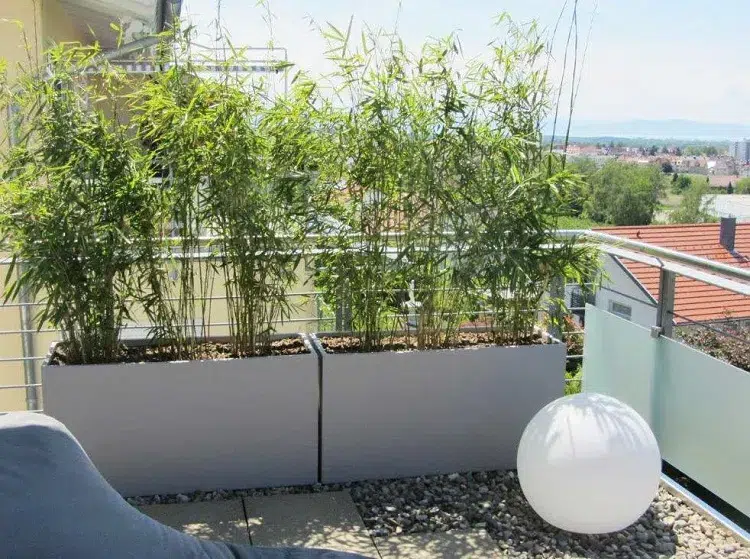 bambou meilleure plante brise vue haute croissance rapide qui pousse vite balcon terrasse