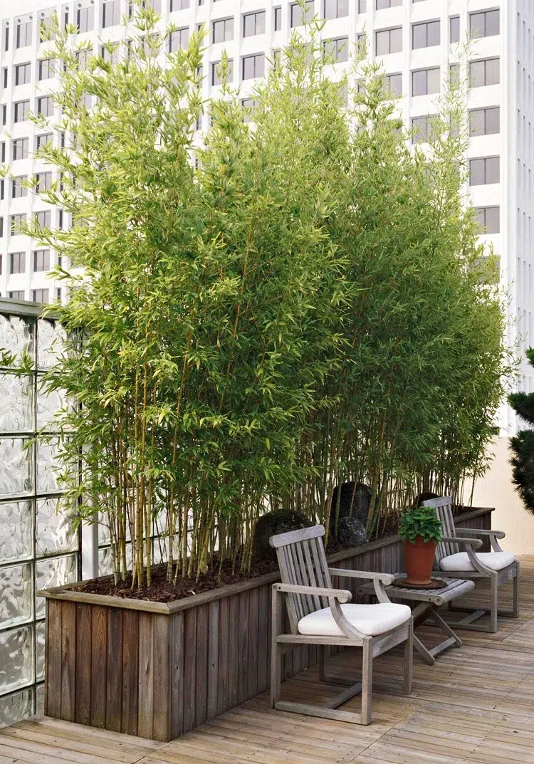 bambou meilleure plante brise vue haute croissance rapide qui pousse vite balcon