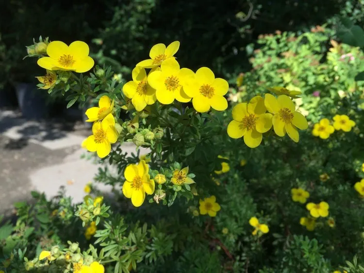 belles fleurs jaunes à planter au jardin printemps été potentille arbustive