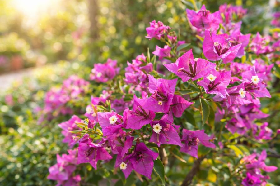 bougainvillier au pied du laurier rose