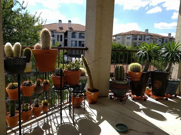 cactus plante succulente brise vue sans arrosage balcon terrasse plein soleil sud