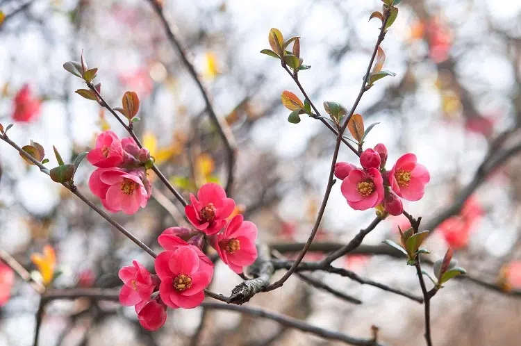 cognassier du japon floraison