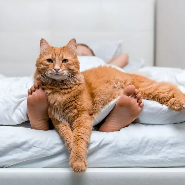 comment arrêter le miaulement d'un chat permettre lover lit éviter apprendre mauvaise habitude