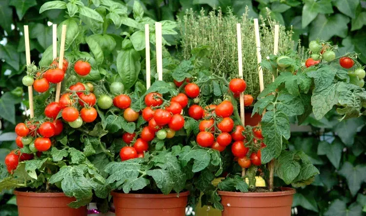 comment avoir de belles tomates en pot 2023 