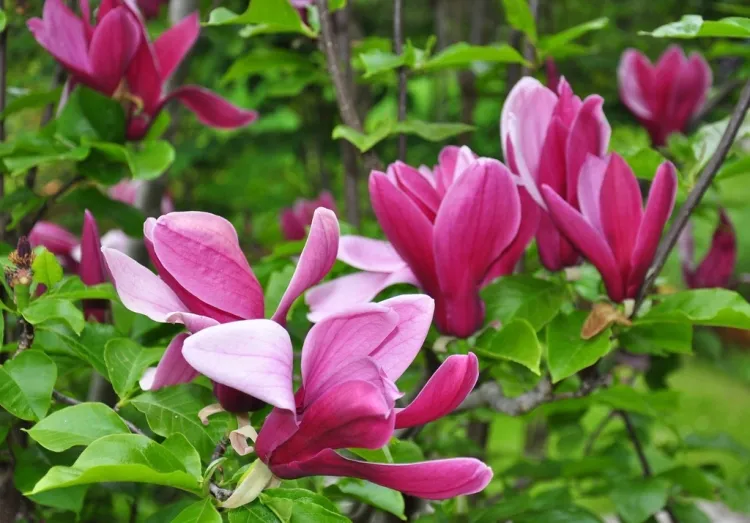 comment avoir un beau magnolia engrais