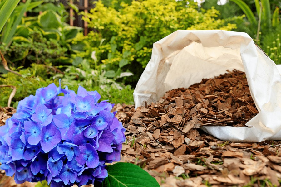 comment bien pailler les hortensias 2026