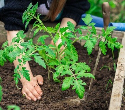 comment booster les tomates naturellement engrais bio maison