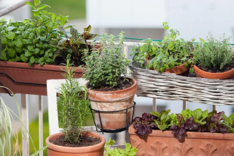 comment choisir vos plantes pour une terrasse ensoleillée 2023