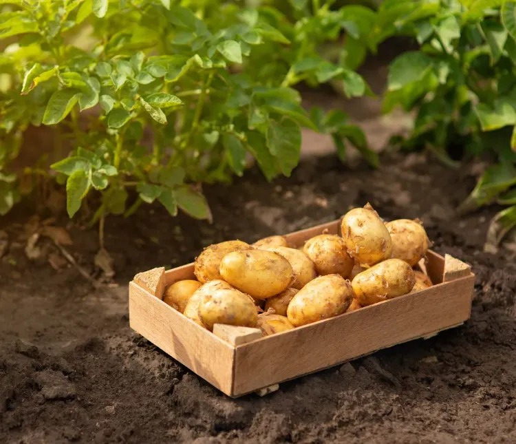comment conserver les pommes de terre 2023