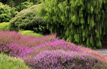 comment créer un jardin de bruyère palette riche couleurs floraison quatre saisons