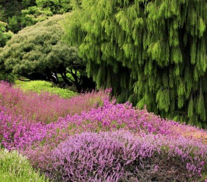 comment créer un jardin de bruyère palette riche couleurs floraison quatre saisons