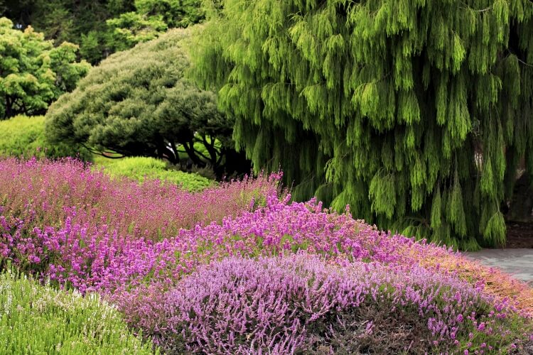 comment créer un jardin de bruyère palette riche couleurs floraison quatre saisons