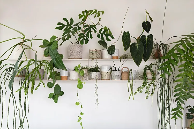 comment décorer les murs avec des plantes vertes
