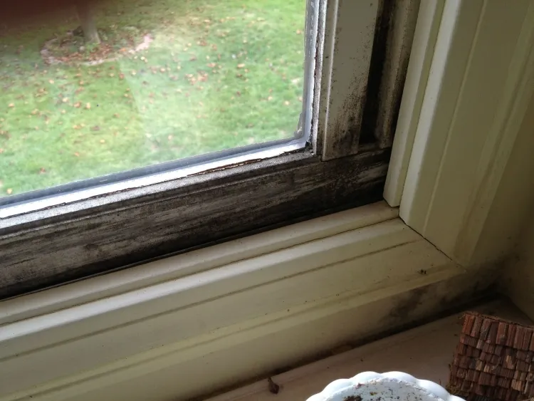 comment enlever la moisissure petites tâches noires forment coins autour fenêtres