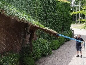 comment enlever les racines de lierre sur un mur maison plante