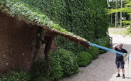 comment enlever les racines de lierre sur un mur maison plante