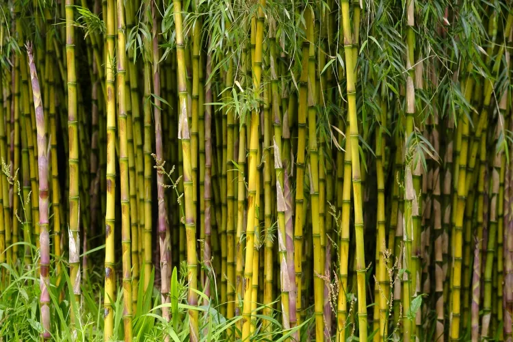 comment enlever racines bambous former bosquet cour devenir gênant autre végétation