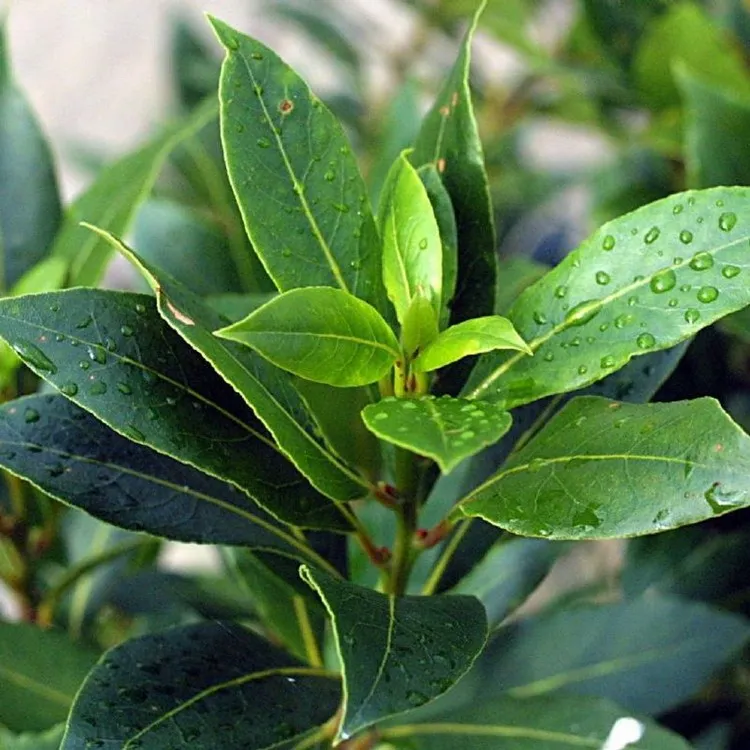 How to care for laurel sauce tips