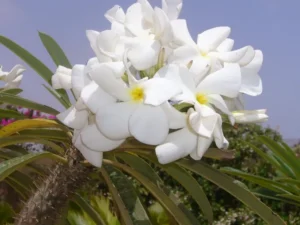 comment entretenir un palmier de madagascar pachypodium lamerei guide simple