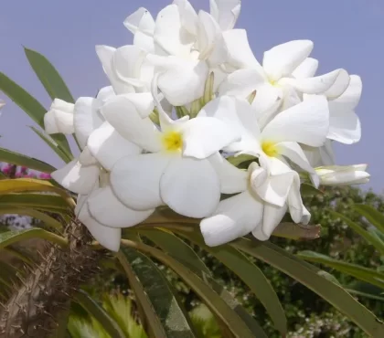 comment entretenir un palmier de madagascar pachypodium lamerei guide simple