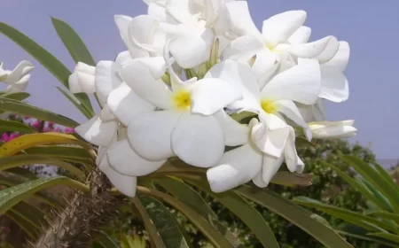comment entretenir un palmier de madagascar pachypodium lamerei guide simple