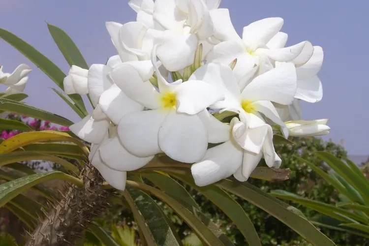comment entretenir un palmier de madagascar pachypodium lamerei guide simple