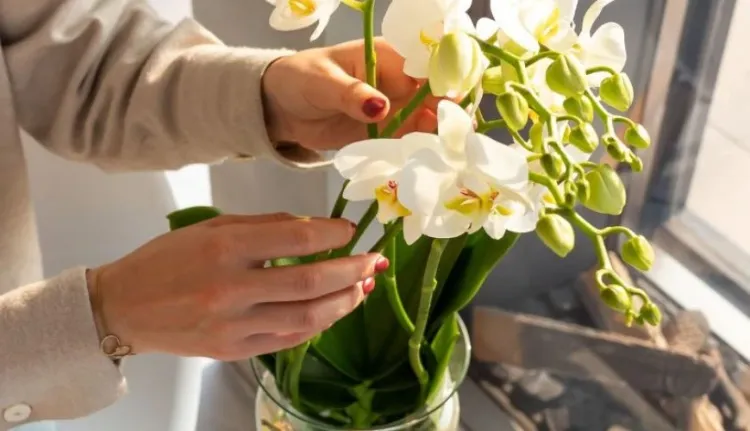 comment entretenir une orchidée dans un vase en verre 