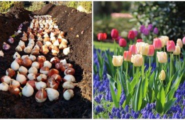 comment et quand planter des tulipes au printemps mars avril bulbes fleurs été floraison tardive