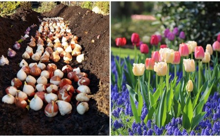 comment et quand planter des tulipes au printemps mars avril bulbes fleurs été floraison tardive