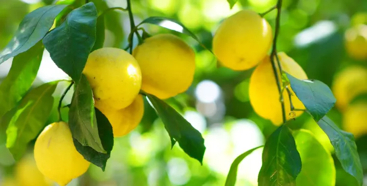 comment faire grossir les citrons 2023