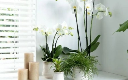 comment faire vivre une orchidée sans terre 2023