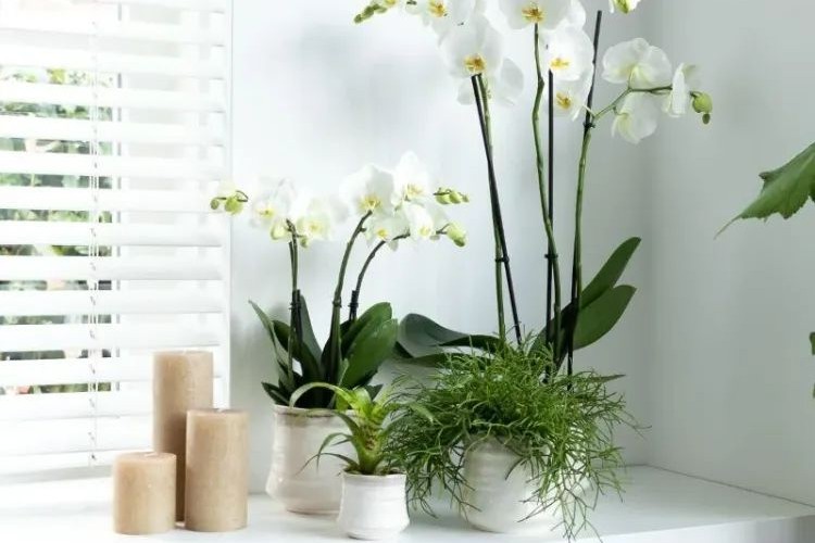comment faire vivre une orchidée sans terre 2023