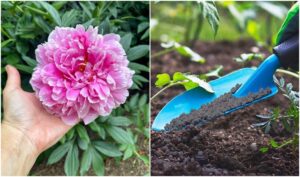 comment fertiliser le sol des pivoines au printemps jardin quel engrais naturel utiliser pour booster la floraison et la croissance pivoine herbacée arbustive