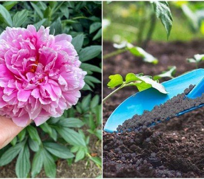 comment fertiliser le sol des pivoines au printemps jardin quel engrais naturel utiliser pour booster la floraison et la croissance pivoine herbacée arbustive