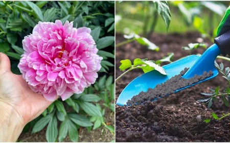 comment fertiliser le sol des pivoines au printemps jardin quel engrais naturel utiliser pour booster la floraison et la croissance pivoine herbacée arbustive