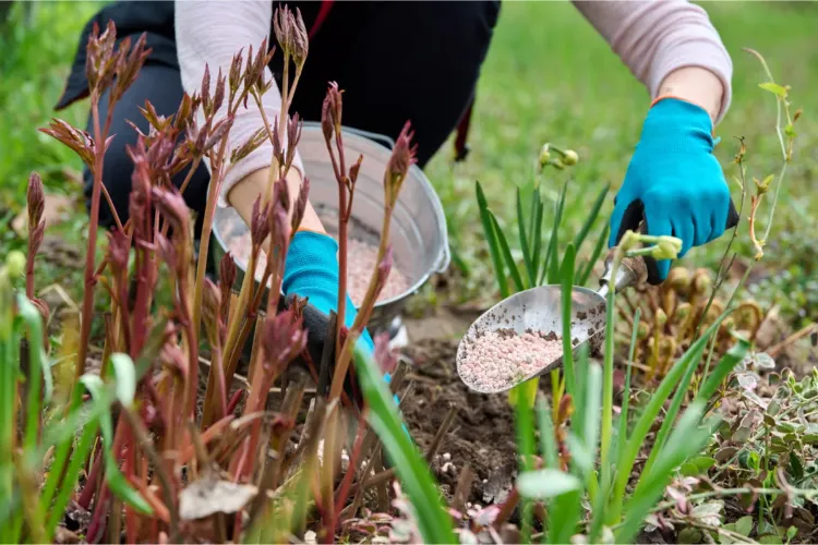 comment fertiliser les pivoines au printemps en pot pleine terre jardin engrais naturel astuces fertilisations
