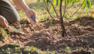 comment mettre engrais aux arbres fruitiers