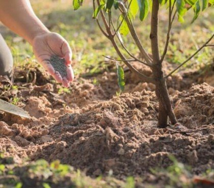 comment mettre engrais aux arbres fruitiers