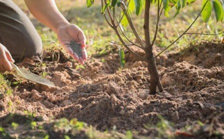 comment mettre engrais aux arbres fruitiers